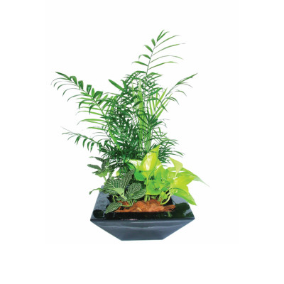 Desk Plant