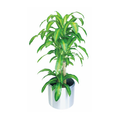 Happy Plant 'Dracaena Fragrans'